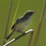Desert Cisticola - Chobe