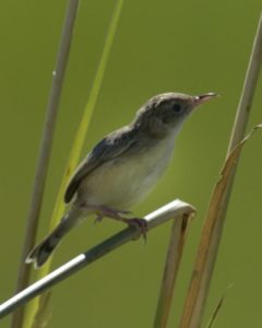 Desert Cisticola - Chobe