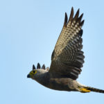Dickensons Kestrel - Barra Mozambique