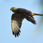 Dickensons Kestrel - Barra Mozambique
