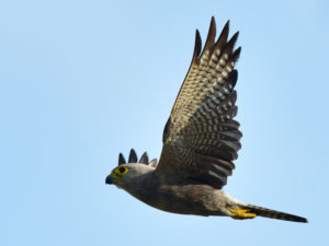 Dickensons Kestrel - Barra Mozambique