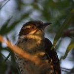 Diederik Cuckoo 1 - Pilanesberg