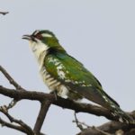 Diederik Cuckoo - Biesiesvlei