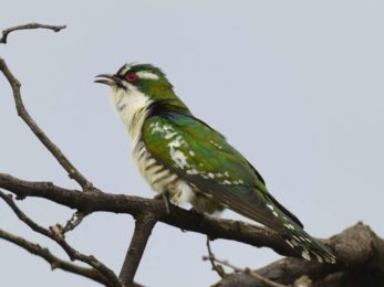 Diederik Cuckoo - Biesiesvlei