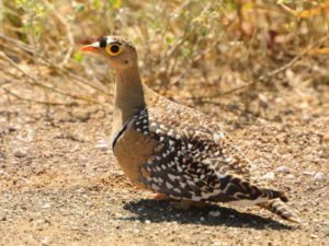 Double Banded Sandgrouse - Kruger