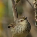 Drakensberg Prinia - Giants Castle