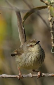 Drakensberg Prinia - Giants Castle