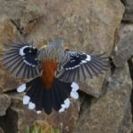 Drakensberg Rock Jumper 3 - Naudesnek