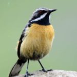 Drakensberg Rock Jumper 2 - Naudes Neck