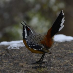 Drakensberg Rock Jumper - Naudesnek