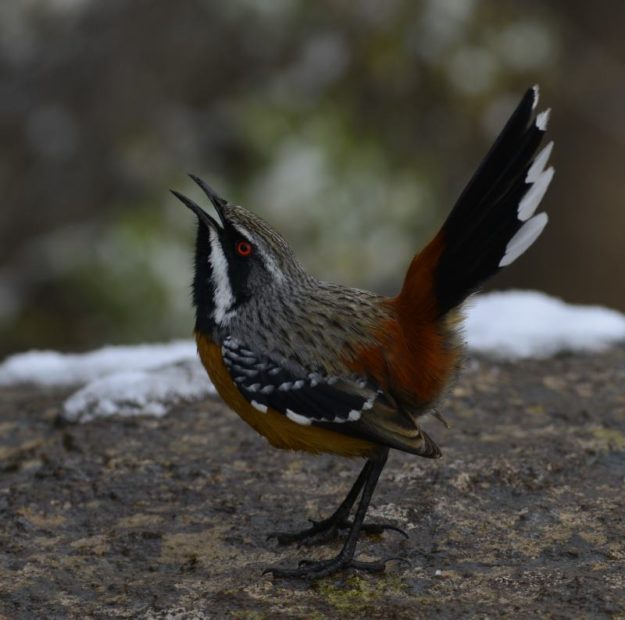 Drakensberg Rock Jumper - Naudesnek