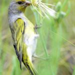 Drakensberg Siskin - Lesotho