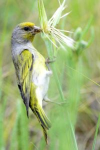 Drakensberg Siskin - Lesotho