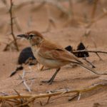 Dune Lark - Walvis Bay