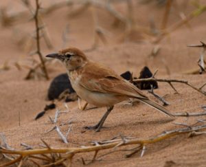 Dune Lark - Walvis Bay