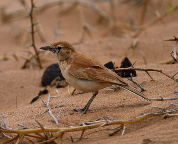Dune Lark - Walvis Bay