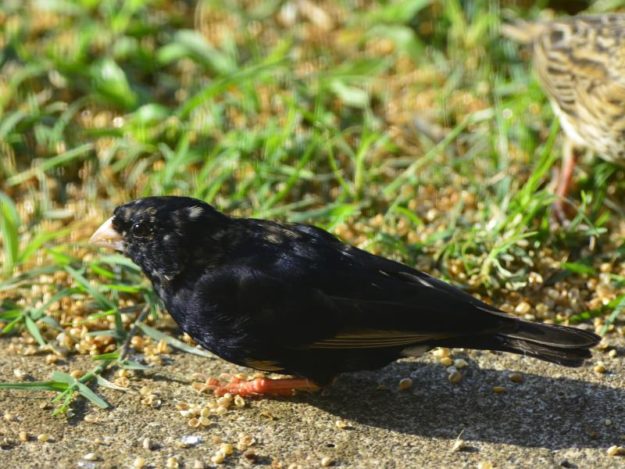 Dusky Indigobird - Amanzimtoti
