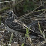 Dusky Lark Chobe 1