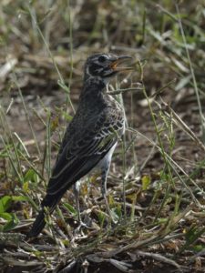 Dusky Lark - Chobe