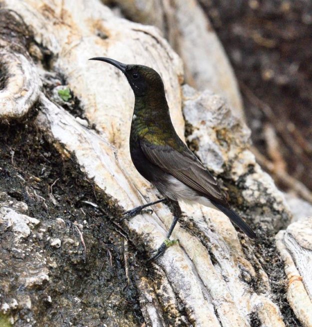 Dusky Sunbird - Erongo