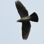 Eastern Bronze Naped Pigeon - Bvumba