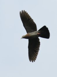 Eastern Bronze Naped Pigeon - Bvumba