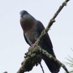 Eastern Bronze Naped Pigeon 2 - Bvumba