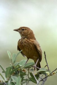 Eastern Clapper Lark - Mafikeng