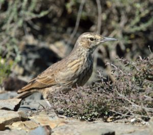 Eastern Long-Billed Lark - Mountain Zebra Park