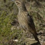 Eastern Long-Billed Lark 2 - Mountain Zebra Park