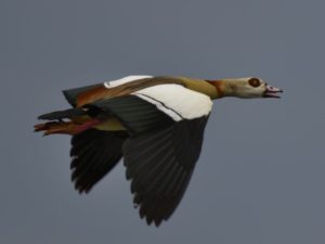 Egyptian Goose - Biesiesvlei