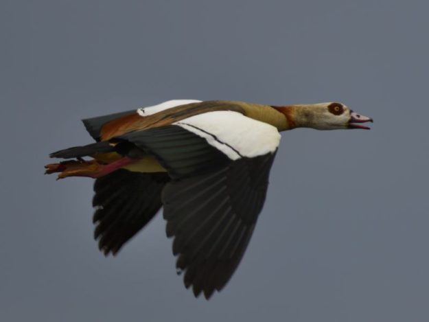 Egyptian Goose - Biesiesvlei