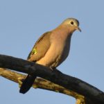 Emerald-spotted wood dove - Tembe