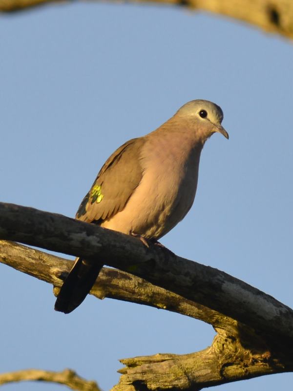 Emerald-spotted wood dove - Tembe