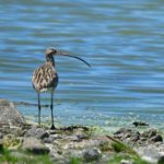 Eurasian Curlew - Barberspan
