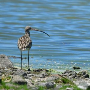 Eurasian Curlew - Barberspan