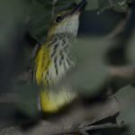 Eurasian Golden Oriole Female 2 - Chobe