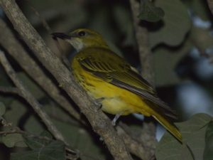 Eurasian Golden Oriole Female - Chobe