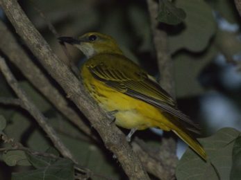 Eurasian Golden Oriole Female - Chobe