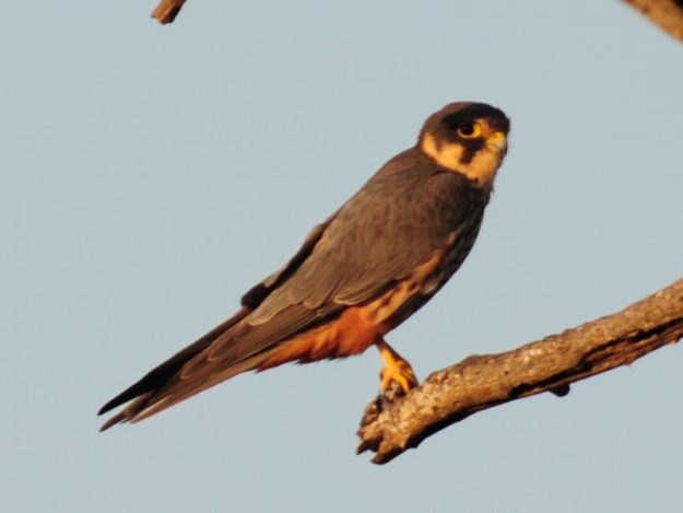 Eurasian Hobby - Kruger