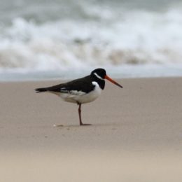 Eurasian Oystercatcher - St Lucia