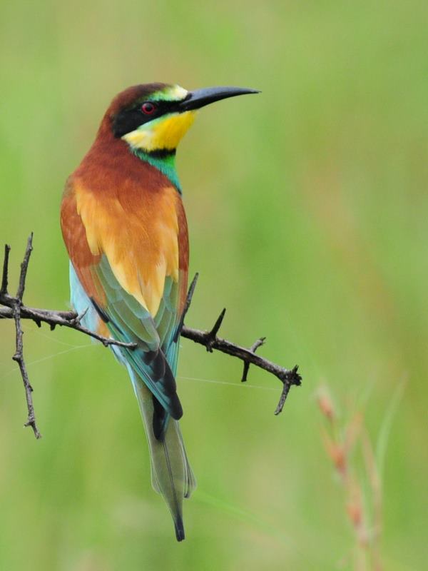 European Bee-eater - Hluhluwe