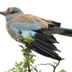 European roller