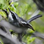 Fairy Flycatcher