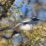 Fairy Flycatcher - Giants Castle