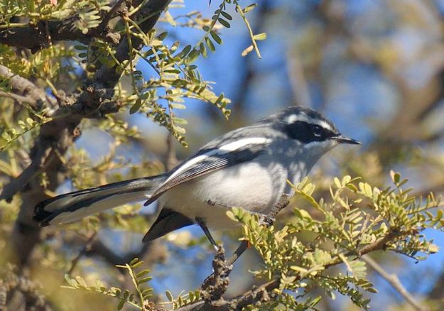 Fairy Flycatcher - Giants Castle