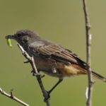 Familiar Chat - Pilanesberg
