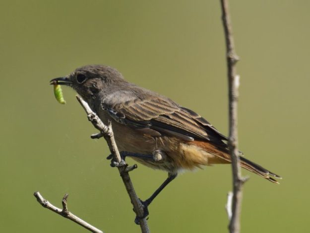 Familiar Chat - Pilanesberg