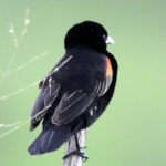 Fan-Tailed Widowbird - Imfolozi