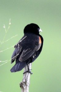 Fan-Tailed Widowbird - Imfolozi